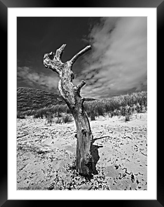 Monochrome dead tree study, Colonsay Framed Mounted Print by Photimageon UK