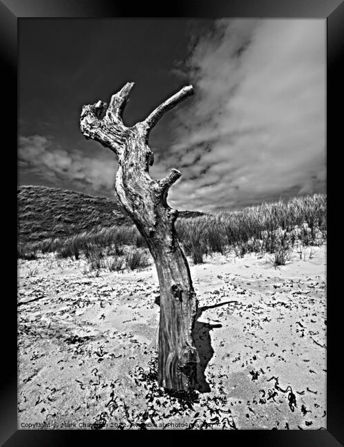 Monochrome dead tree study, Colonsay Framed Print by Photimageon UK