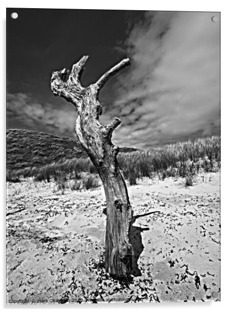 Monochrome dead tree study, Colonsay Acrylic by Photimageon UK