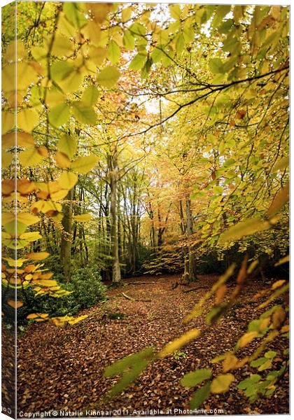 Autumn Woodland Scene V Canvas Print by Natalie Kinnear