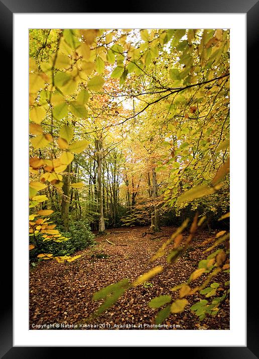 Autumn Woodland Scene V Framed Mounted Print by Natalie Kinnear