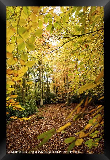 Autumn Woodland Scene V Framed Print by Natalie Kinnear