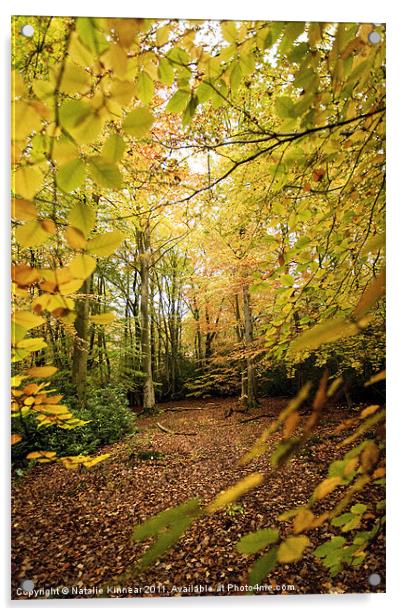 Autumn Woodland Scene V Acrylic by Natalie Kinnear
