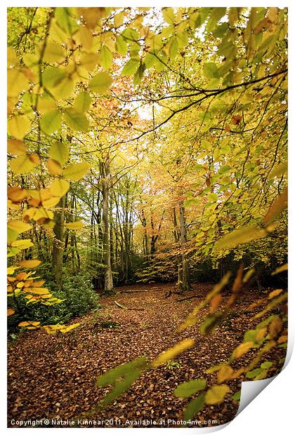 Autumn Woodland Scene V Print by Natalie Kinnear
