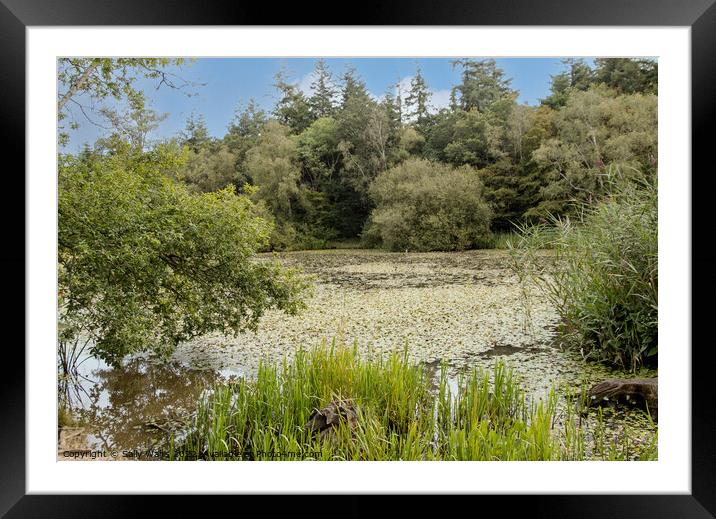 Water Lilies on Carp Pond Framed Mounted Print by Sally Wallis