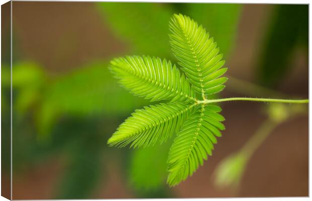 Mimosa Pudica Sensitive Plant Canvas Print by Artur Bogacki