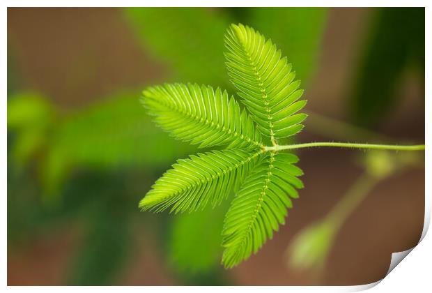 Mimosa Pudica Sensitive Plant Print by Artur Bogacki