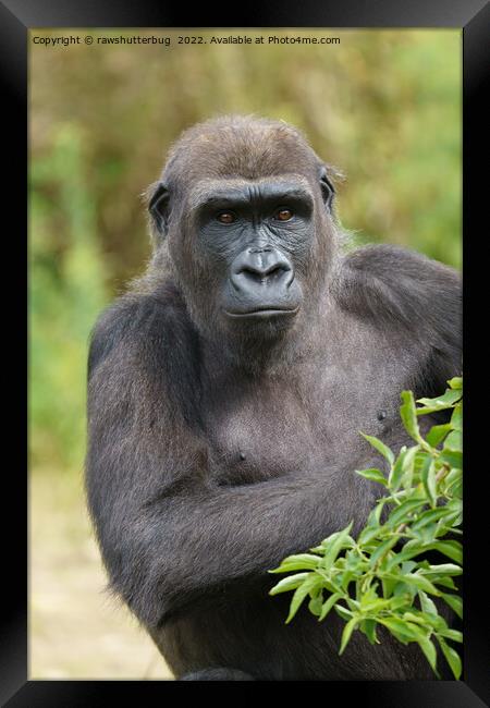 Gorilla Portrait Framed Print by rawshutterbug 