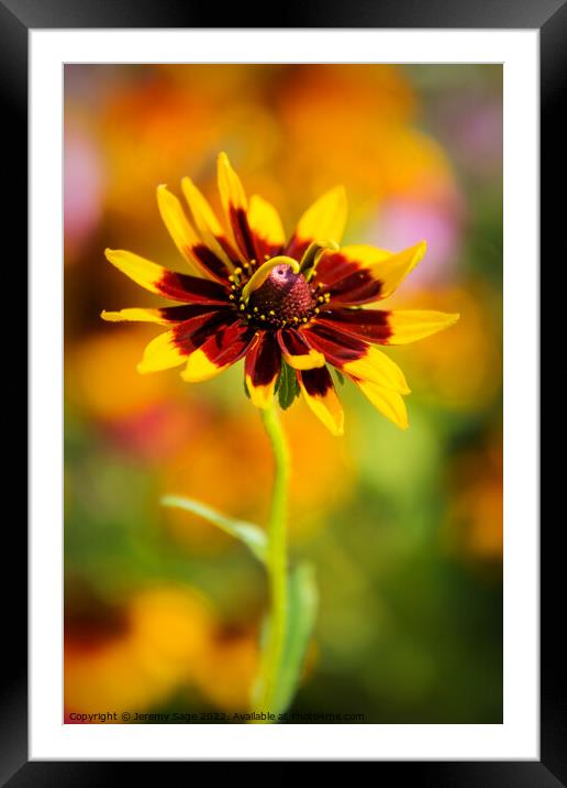 Small Rudbeckia flower Framed Mounted Print by Jeremy Sage