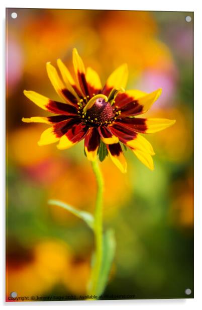 Small Rudbeckia flower Acrylic by Jeremy Sage