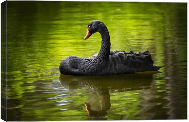 Black Swan With Eyes Closed Canvas Print by Artur Bogacki
