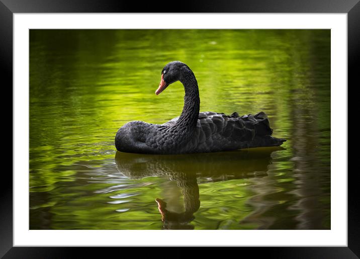 Black Swan With Eyes Closed Framed Mounted Print by Artur Bogacki