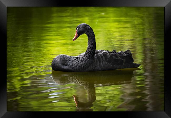 Black Swan With Eyes Closed Framed Print by Artur Bogacki