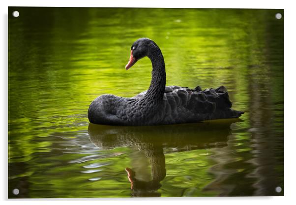 Black Swan With Eyes Closed Acrylic by Artur Bogacki