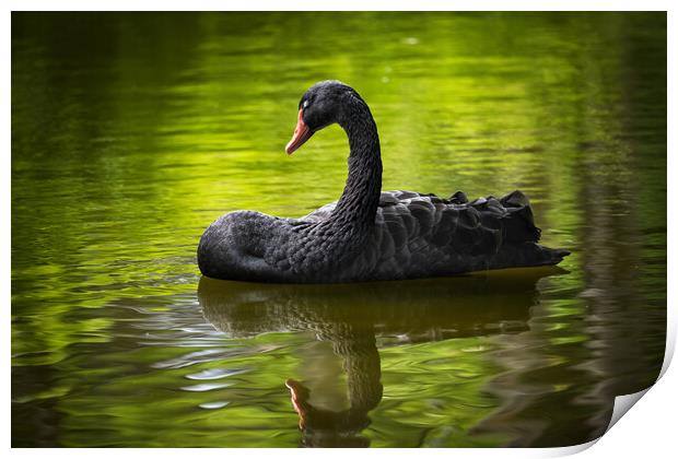 Black Swan With Eyes Closed Print by Artur Bogacki