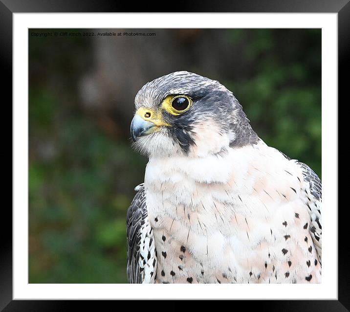 Peregrine Falcon Framed Mounted Print by Cliff Kinch