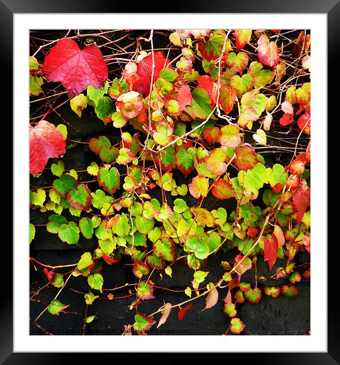 AUTUMN IVY Framed Mounted Print by Jacque Mckenzie