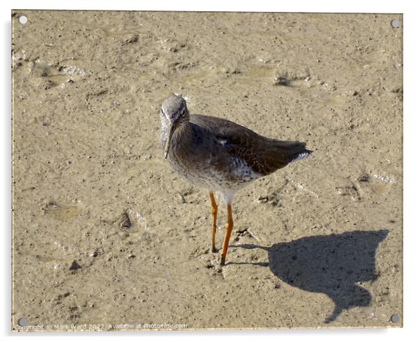 Redshank Wader in Rye Harbour. Acrylic by Mark Ward