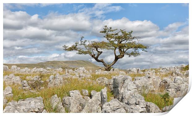 Lone tree on White Scar Print by Mark Godden