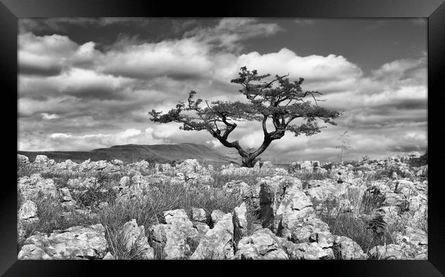 Lone tree on White Scar Framed Print by Mark Godden