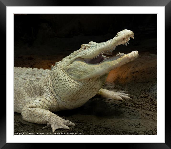 Albino Alligator Framed Mounted Print by DAVID KNIGHT