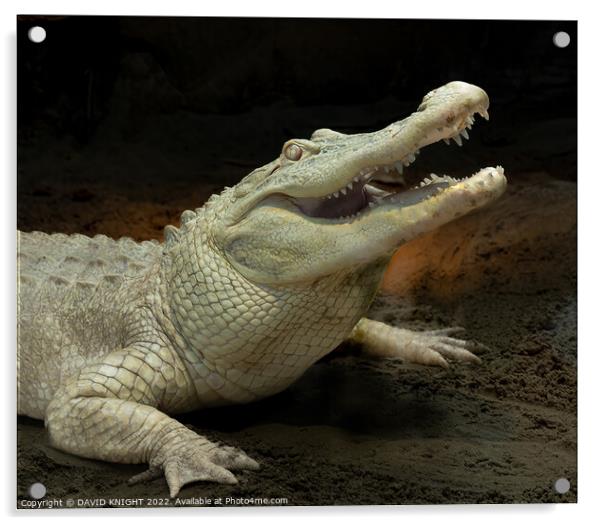 Albino Alligator Acrylic by DAVID KNIGHT