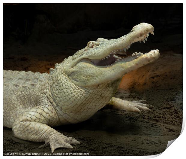 Albino Alligator Print by DAVID KNIGHT