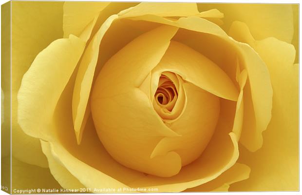 Yellow Rose Canvas Print by Natalie Kinnear