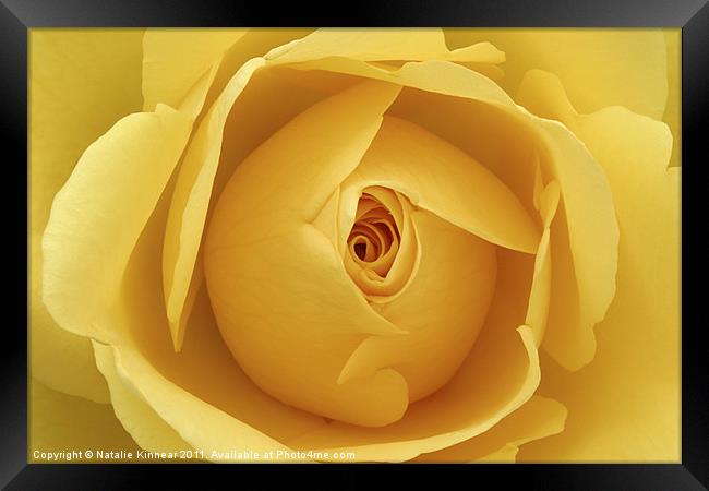 Yellow Rose Framed Print by Natalie Kinnear