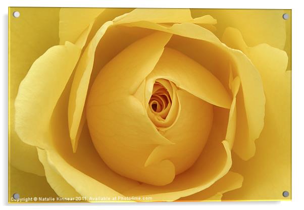 Yellow Rose Acrylic by Natalie Kinnear