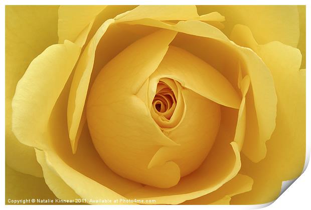 Yellow Rose Print by Natalie Kinnear