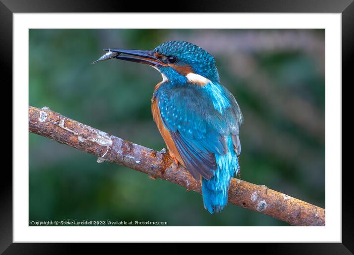 Kingfisher Framed Mounted Print by Steve Lansdell