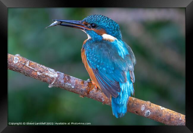 Kingfisher Framed Print by Steve Lansdell