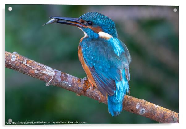 Kingfisher Acrylic by Steve Lansdell