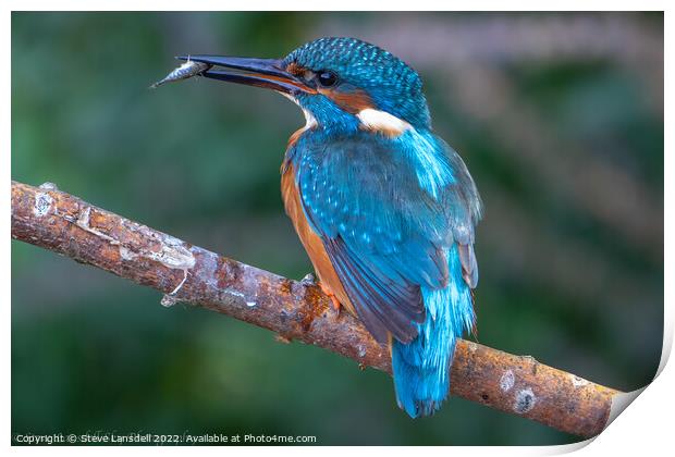 Kingfisher Print by Steve Lansdell