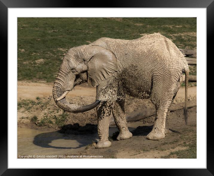Elephant having shower Framed Mounted Print by DAVID KNIGHT
