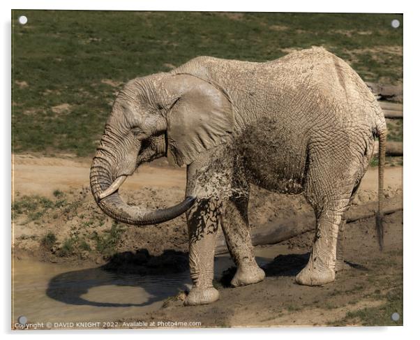 Elephant having shower Acrylic by DAVID KNIGHT