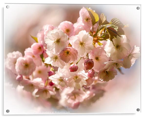 Blossom Acrylic by Simon Johnson