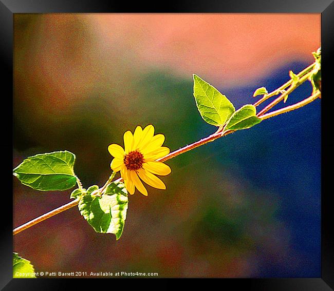 Daisy in yellow Framed Print by Patti Barrett