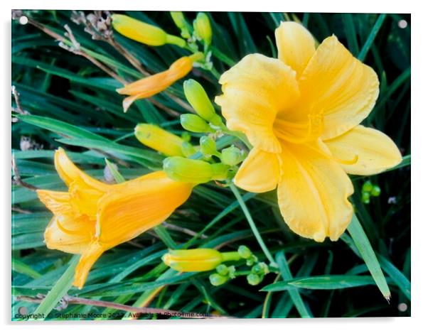 Yellow lilies Acrylic by Stephanie Moore