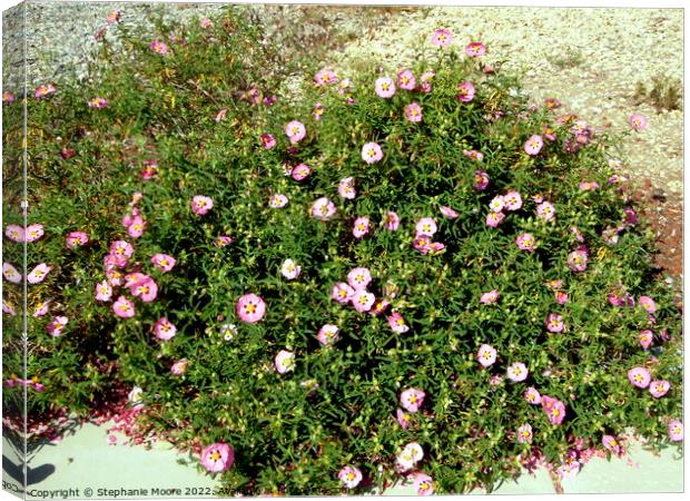 Rock Roses Canvas Print by Stephanie Moore