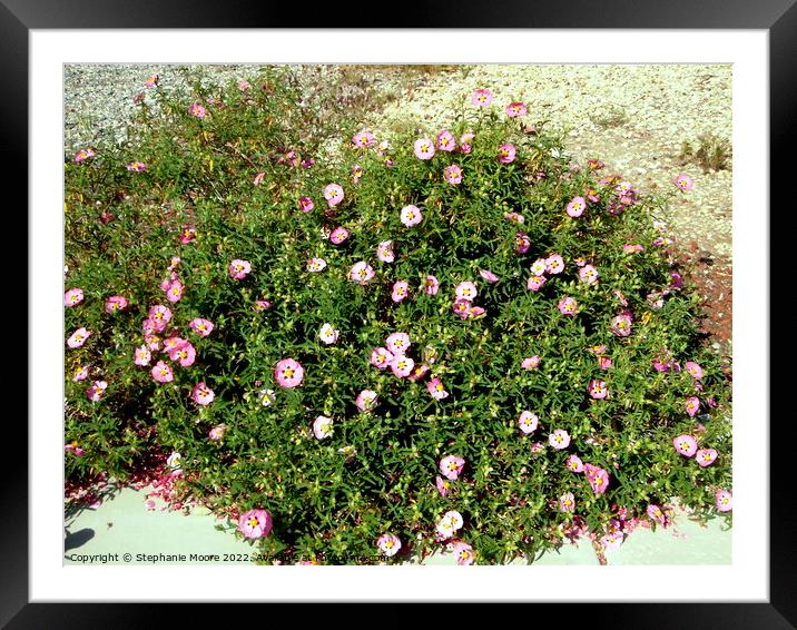 Rock Roses Framed Mounted Print by Stephanie Moore