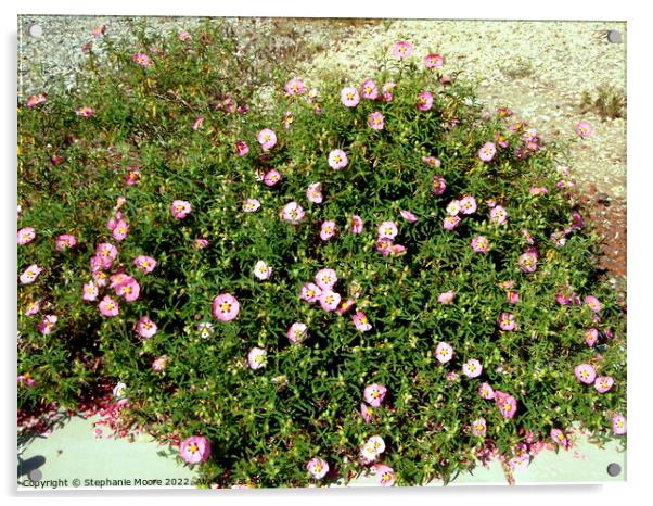 Rock Roses Acrylic by Stephanie Moore