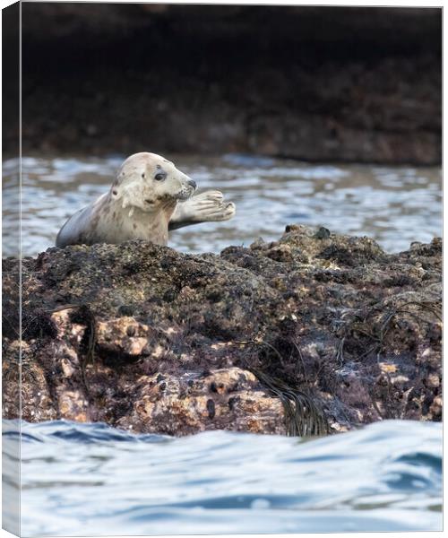 Grey Seal looking right Canvas Print by Jonathan Thirkell