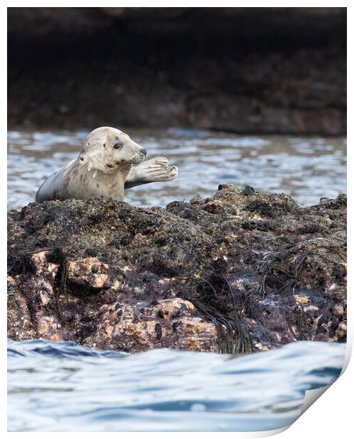Grey Seal looking right Print by Jonathan Thirkell