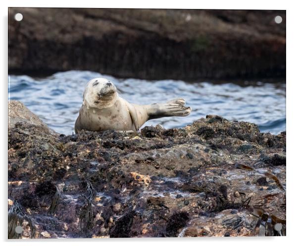 Grey Seal resting Acrylic by Jonathan Thirkell