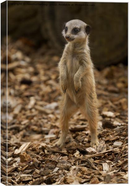 Baby Meerkat Standing Upright Canvas Print by rawshutterbug 