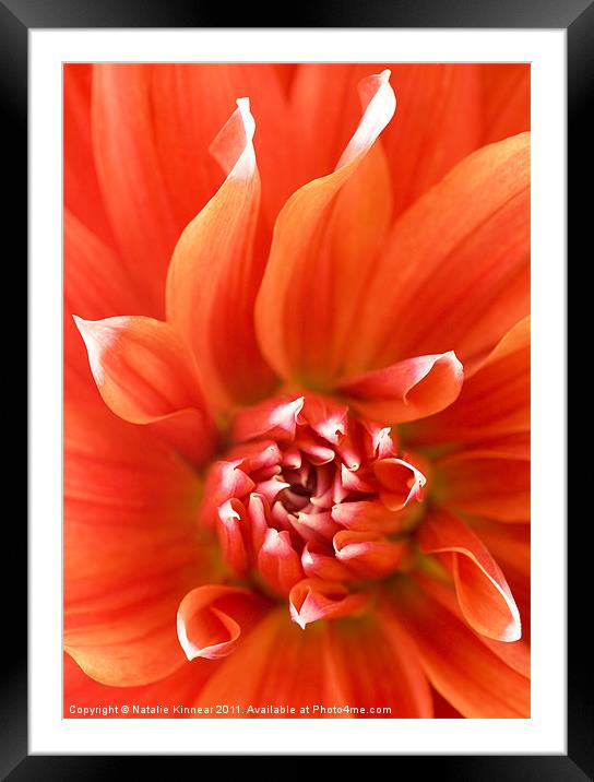 Orange Dahlia Flower Canvas Framed Mounted Print by Natalie Kinnear