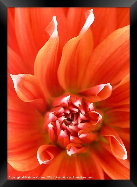 Orange Dahlia Flower Canvas Framed Print by Natalie Kinnear