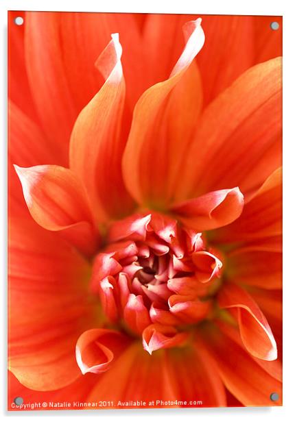 Orange Dahlia Flower Canvas Acrylic by Natalie Kinnear